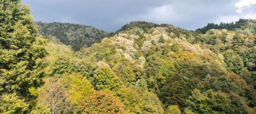 Sakshi Hill Cottage Binsar